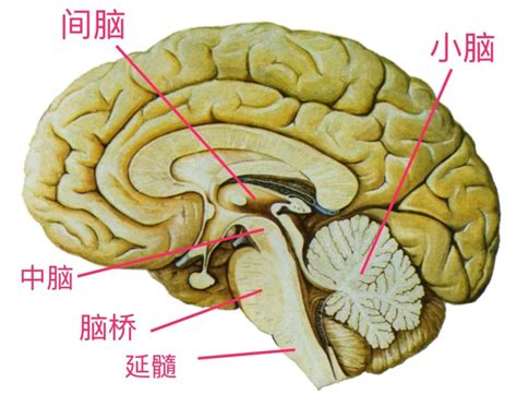 木原腦幹